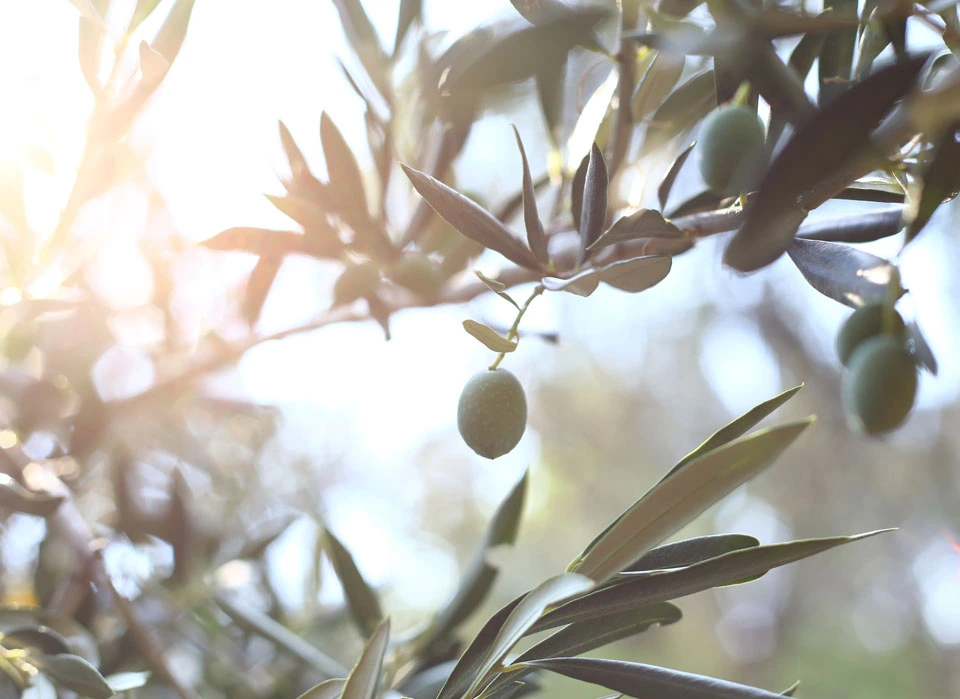 Zeytin Dalı