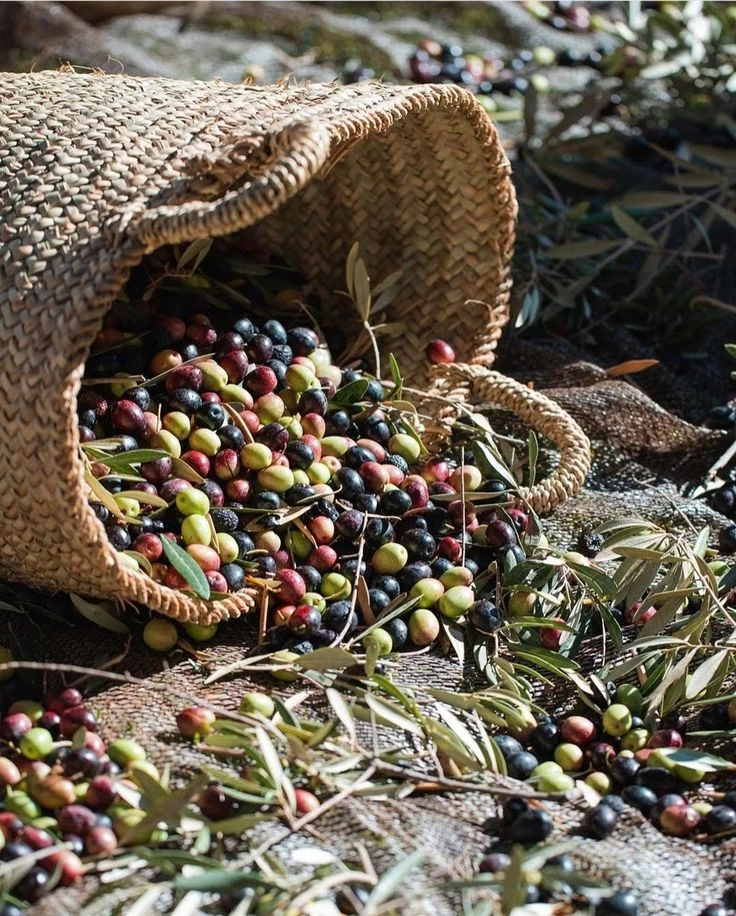 Zeytin Hasadı
